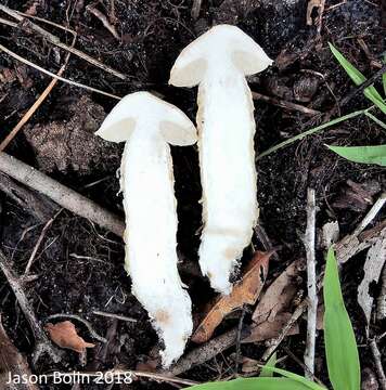 Слика од Austroboletus