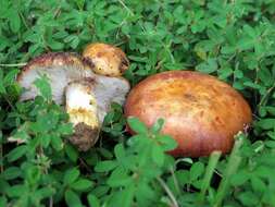 Image of Russula mutabilis Murrill 1940