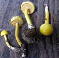 Image of Pulveroboletus