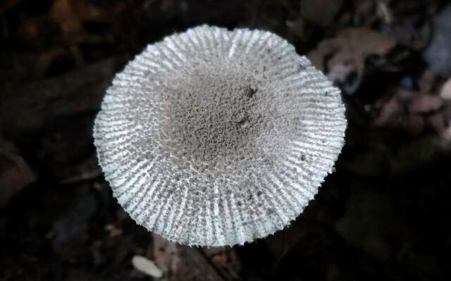 Image of Amanita farinosa Schwein. 1822