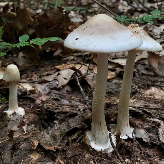 Image of Amanita brunnescens G. F. Atk. 1918