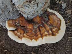 Image of Ganoderma martinicense Welti & Courtec. 2010