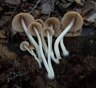 Image de Psathyrella