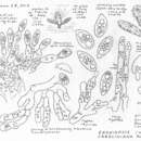 Image of Eryniopsis caroliniana (Thaxt.) Humber 1984