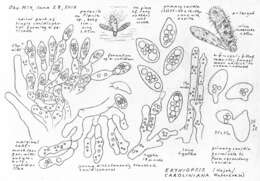 Imagem de Entomophthoromycetes