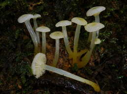 Imagem de Hygrocybe chromolimonea (G. Stev.) T. W. May & A. E. Wood 1995