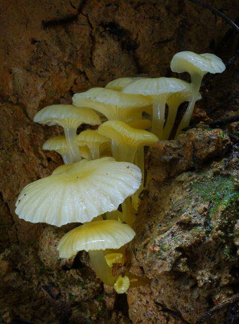 Imagem de Hygrocybe chromolimonea (G. Stev.) T. W. May & A. E. Wood 1995