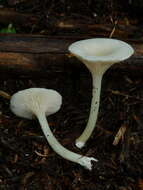 Image of Entoloma peralbidum E. Horak 1973