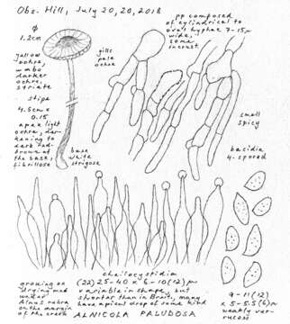 Слика од Naucoria