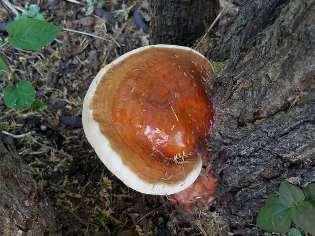 Image of Ganoderma martinicense Welti & Courtec. 2010