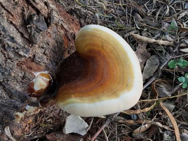 Image of Ganoderma martinicense Welti & Courtec. 2010