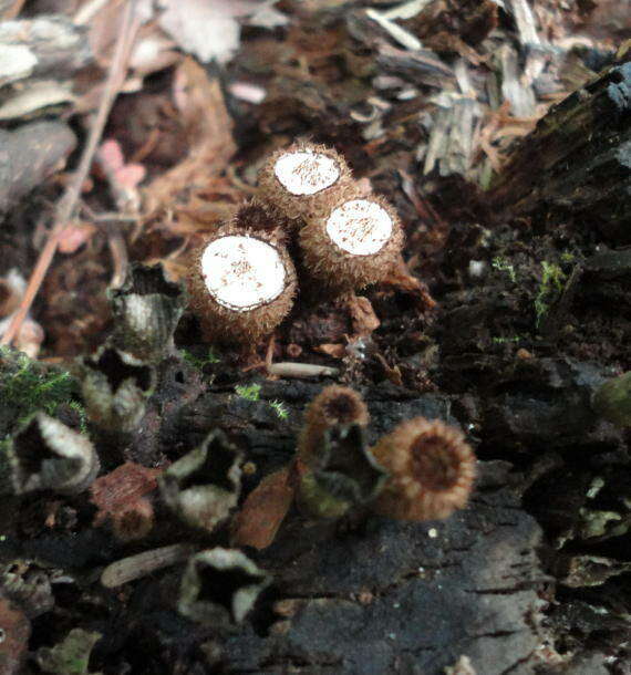 Agaricaceae resmi