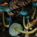 Image of Entoloma viridomarginatum (Cleland) E. Horak 1980