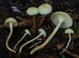 Image of Hygrophorus salmonipes G. Stev. 1963