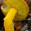 Plancia ëd Aureoboletus auriflammeus (Berk. & M. A. Curtis) G. Wu & Zhu L. Yang 2016