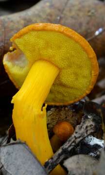 Слика од Aureoboletus auriflammeus (Berk. & M. A. Curtis) G. Wu & Zhu L. Yang 2016