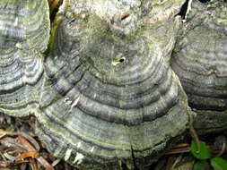 Image of Trametes