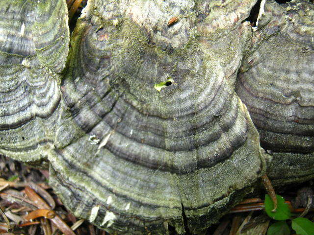 Image of Trametes