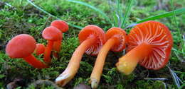 Image of waxcaps (fungi)