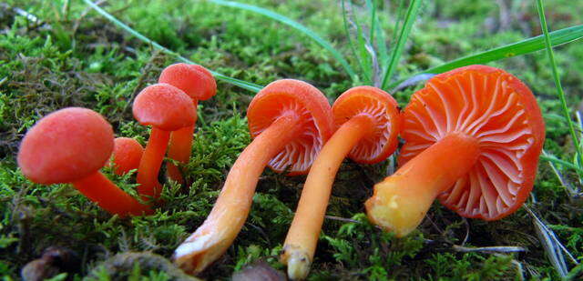 Image of waxcaps (fungi)