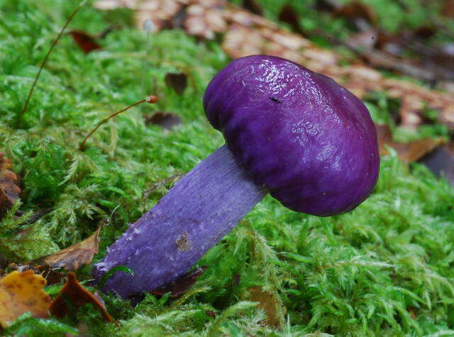 Слика од Cortinarius porphyroideus Peintner & M. M. Moser 2002