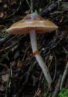 Sivun Cortinarius cucumeris E. Horak 1990 kuva