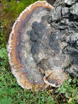 Imagem de <i>Fomitopsis schrenkii</i>