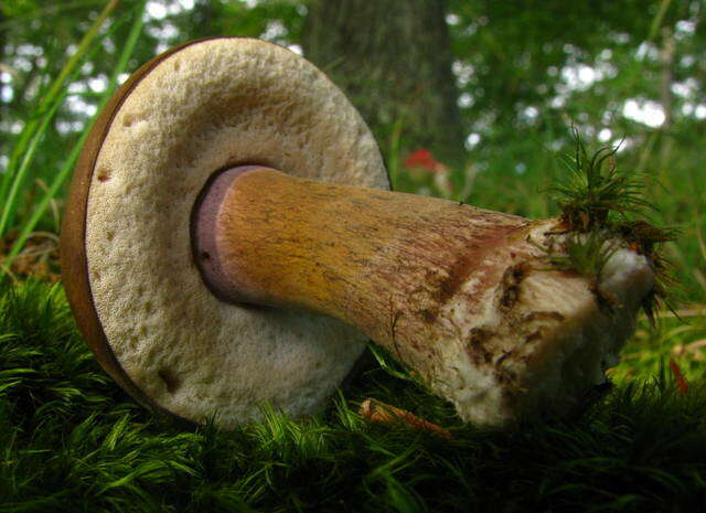 Image of Tylopilus plumbeoviolaceus (Snell & E. A. Dick) Snell & E. A. Dick 1941