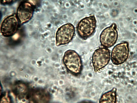 Hymenogaster sublilacinus A. H. Sm. 1966的圖片