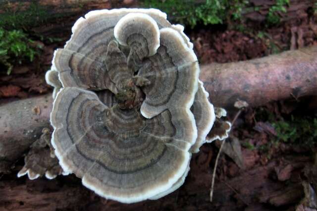 Image of Trametes