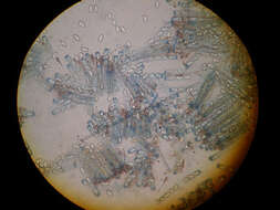 Image of cup fungi