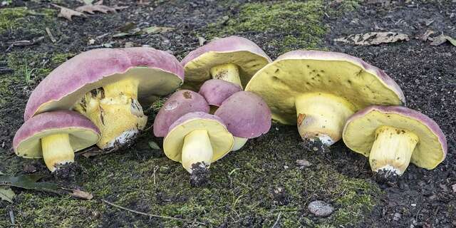 Image de Butyriboletus roseopurpureus (Both, Bessette & Roody) Kuan Zhao, Gang Wu, Halling & Zhu L. Yang 2015