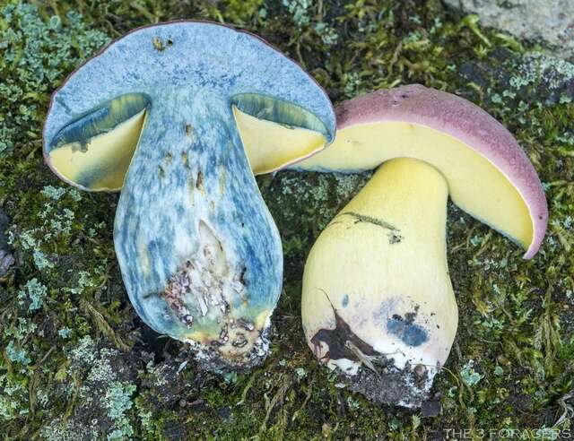 Image of Butyriboletus roseopurpureus (Both, Bessette & Roody) Kuan Zhao, Gang Wu, Halling & Zhu L. Yang 2015