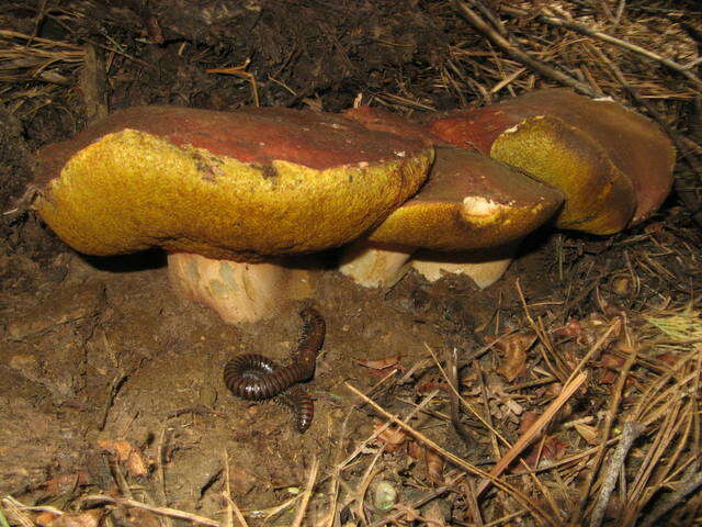 Imagem de Boletus rex-veris D. Arora & Simonini 2008