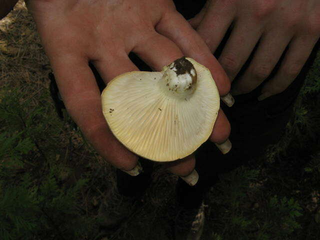 Image de Cantharocybe