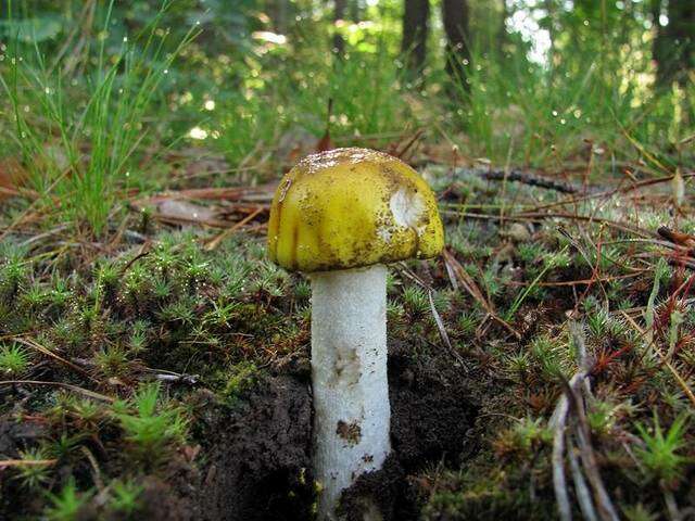 Plancia ëd <i>Amanita flavorubens</i>