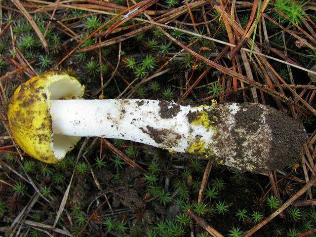 Image of <i>Amanita flavorubens</i>