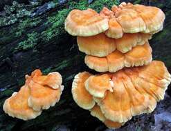 Image of Laetiporus