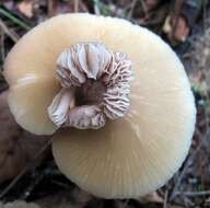 Imagem de Entoloma strictius (Peck) Sacc. 1887