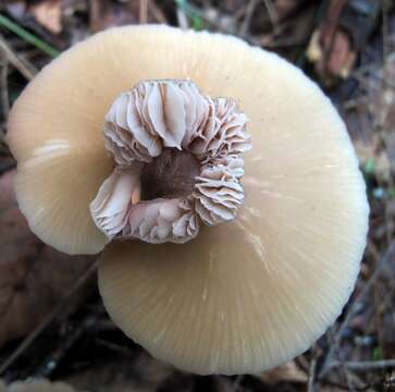 Image of Entoloma strictius (Peck) Sacc. 1887