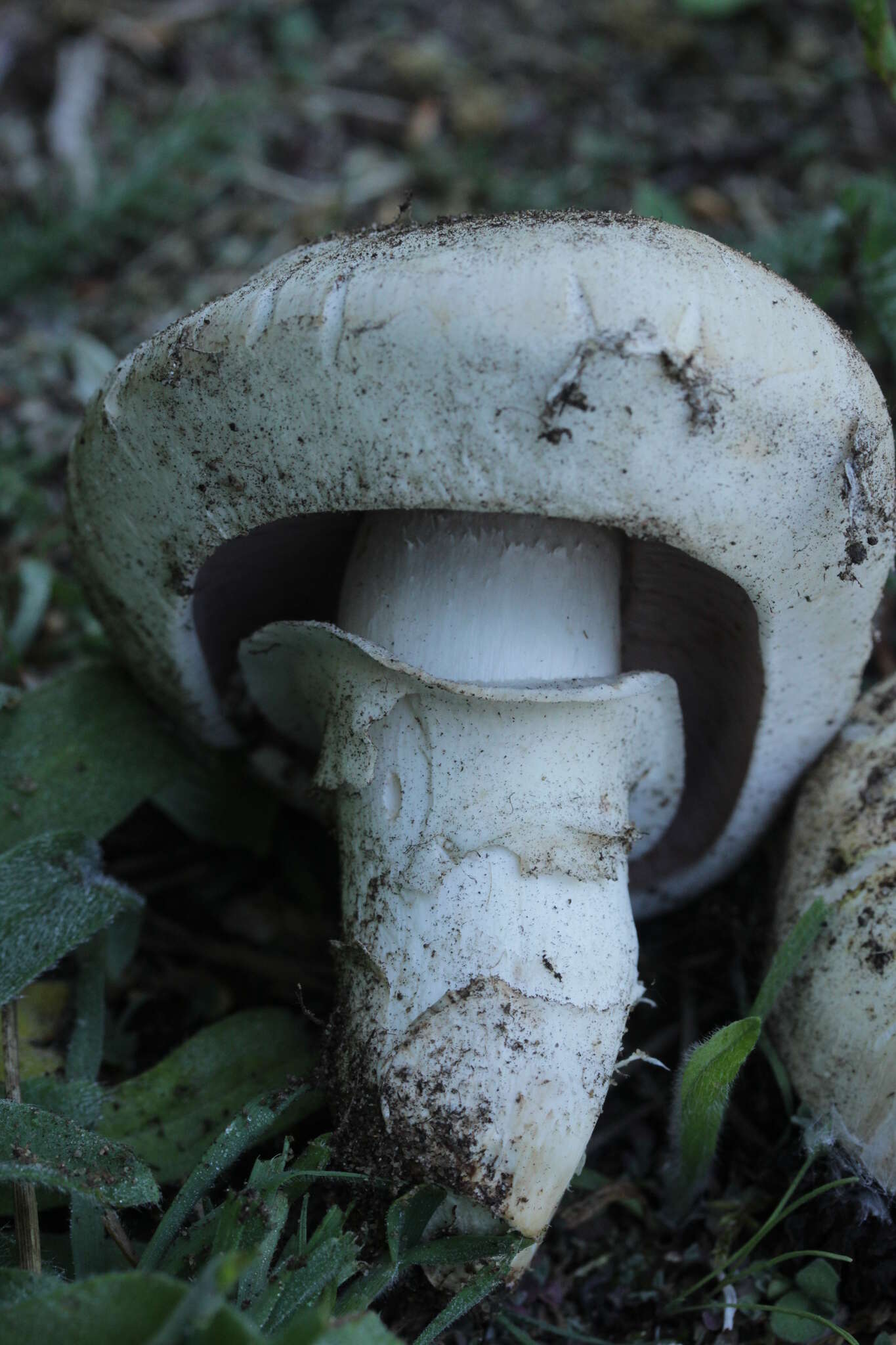 Imagem de Agaricus bitorquis (Quél.) Sacc. 1887