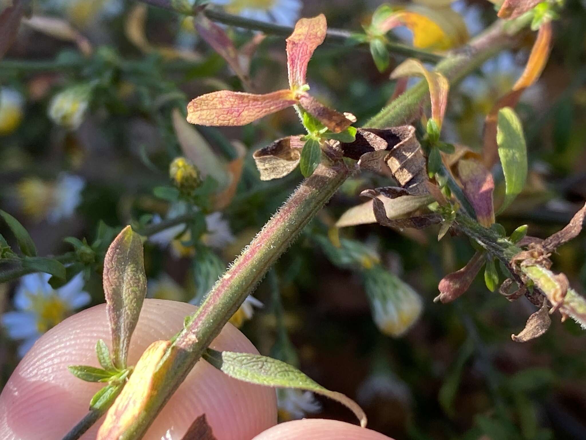 Image of smallhead aster