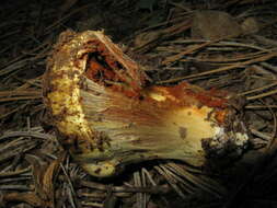 Image of Cortinarius verrucisporus Thiers & A. H. Sm. 1969