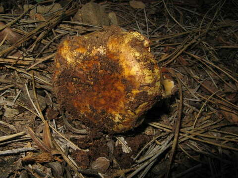 Image of Cortinarius verrucisporus Thiers & A. H. Sm. 1969