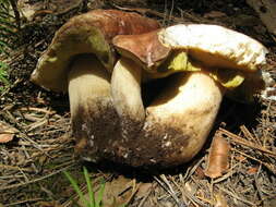 Imagem de Boletus rex-veris D. Arora & Simonini 2008