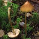 Слика од Entoloma luteum Peck 1902