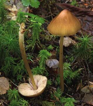 Image of Entoloma luteum Peck 1902