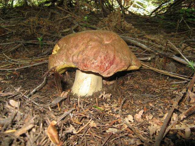 Imagem de Boletus rex-veris D. Arora & Simonini 2008