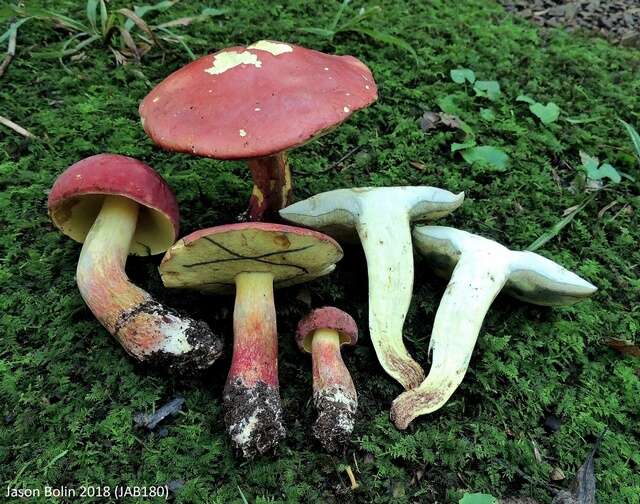 Image of Boletus pallidoroseus Both 1998