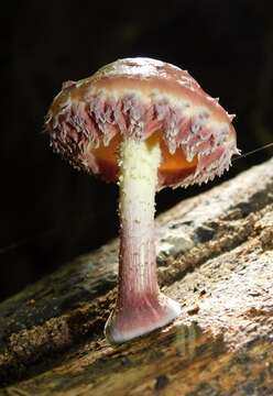 Image de Pholiota polychroa (Berk.) A. H. Sm. & H. J. Brodie 1935